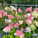 Hortenzia metlinatá (Hydrangea paniculata) ´VANILLE FRAISE´® - výška 20-30 cm, kont. C2L